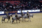 Quadrille - 00903